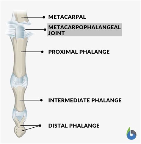 Condyloid joint - Definition and Examples - Biology Online Dictionary