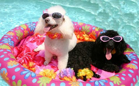 5 Best Dog Floaties For The Pool, Beach & More | Canine Journal