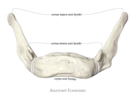 Os hyoideum. Hyoid or lingual bone