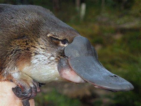 Platypus milk discovery 'could save lives' | The North West Star | Mt ...