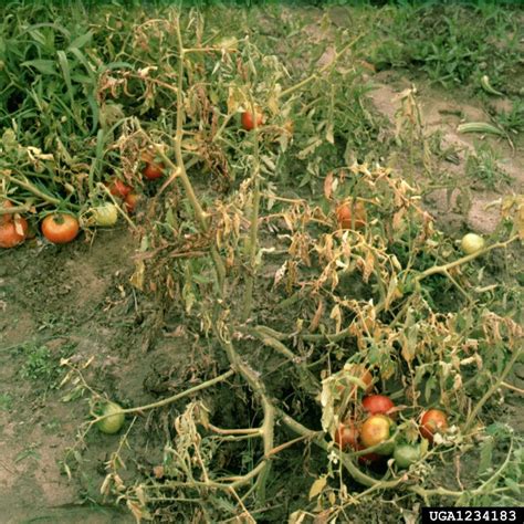 Tomato Southern Blight Treatment - How To Fix Tomato Plants With ...