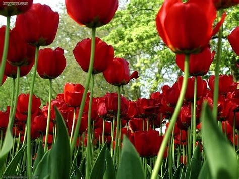 tulipanes-rojos | Red tulips, Tulips, Tulips flowers