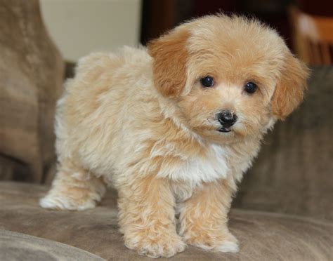 Maltipoo Puppies | Puppies, Maltipoo puppy, Poodle puppy