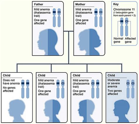 Thalassemia symptoms, causes, types, diagnosis, test and treatment