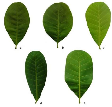 Obovate Leaf Trees | Leafandtrees.org