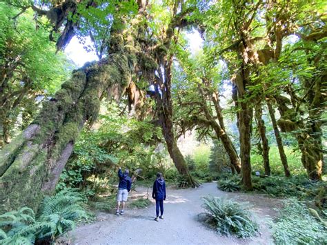 Exploring the Hoh Rain Forest in Olympic National Park – Love, Laughter ...