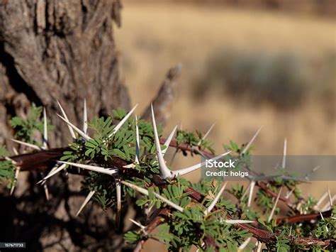 Camel Thorn Tree Namibia Stock Photo - Download Image Now - Thorn ...