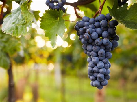 Preventing Problems In Grapes - How To Treat Common Grapevine Pests And ...