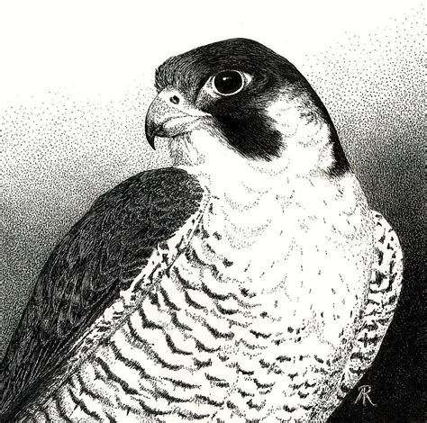 Peregrine Falcon by Ann Ranlett | Peregrine falcon, Peregrine, Falcon art