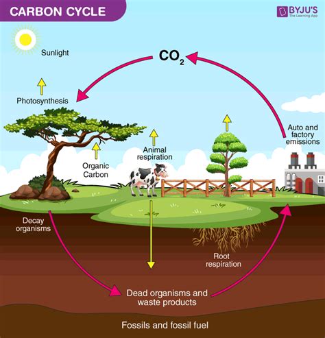 What is Carbon Cycle? Its Process and Importance | BYJU'S