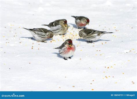 Birds Eating Seeds On Snow Stock Image - Image: 18694731