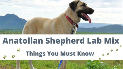 Anatolian Shepherd Lab Mix - A Complete Guide