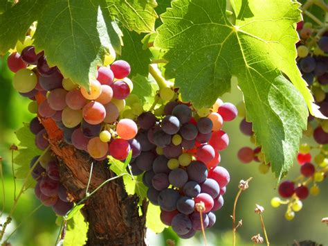 Wine Grape Vine - Free photo on Pixabay