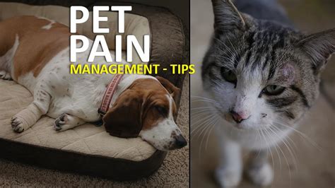 Pain Relief For Dogs - Pain Management Tips For Dogs And Cats - Petmoo