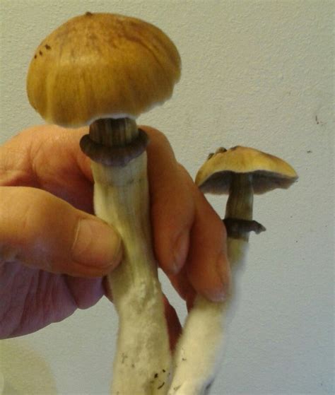 Stropharia cubensis (Huatla) | Stuffed mushrooms, Mushroom fungi, Botanical