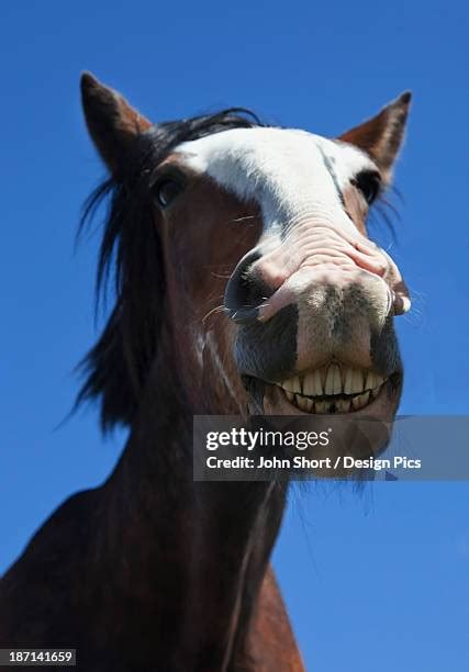 956 Horse Teeth Stock Photos, High-Res Pictures, and Images - Getty Images