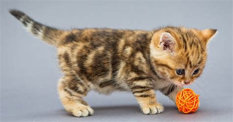 The 9 Best Cheap Cat Toys