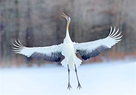 Origami Crane Bird Symbolism – All in Here