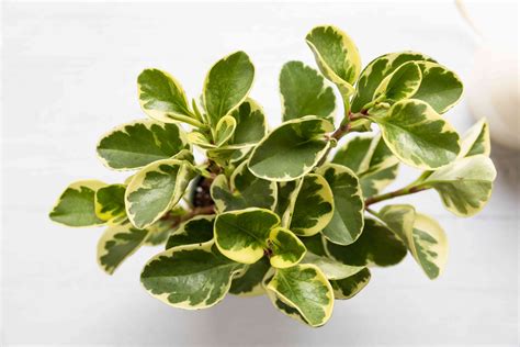 Peperomia Plants: Care & Growing Guide