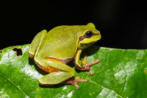 Pine Barrens Treefrog | South Carolina Partners in Amphibian and ...