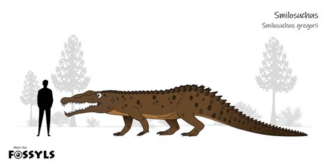 Smilosuchus gregorii by MeetTheFossyls on DeviantArt