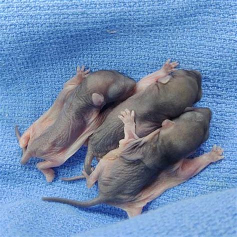 Baby white squirrels found in Brevard - White Squirrel Institute