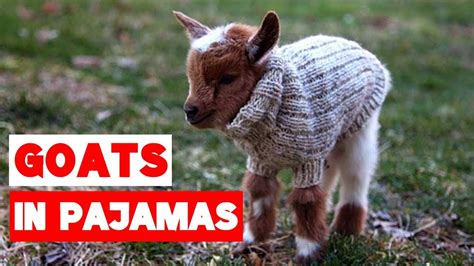 Goat Babies in Pajamas Compilation! - YouTube