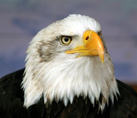 File:Bald eagle head frontal.jpg - Wikimedia Commons