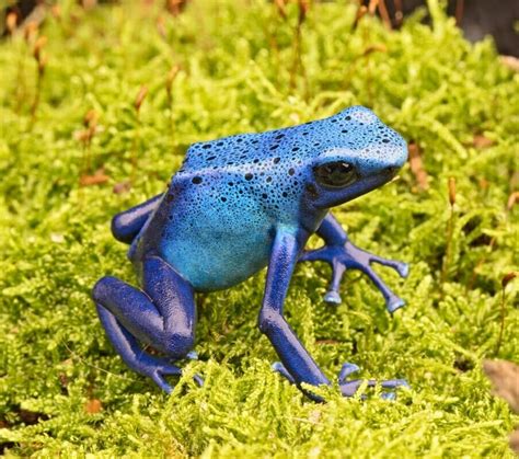 Dendrobates tinctorius Azureus Import UE | Dutch Rana