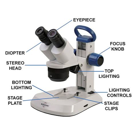 Parts Of Dissecting Microscope