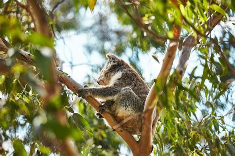 Koala Conservation Reserve - Kiddiehood