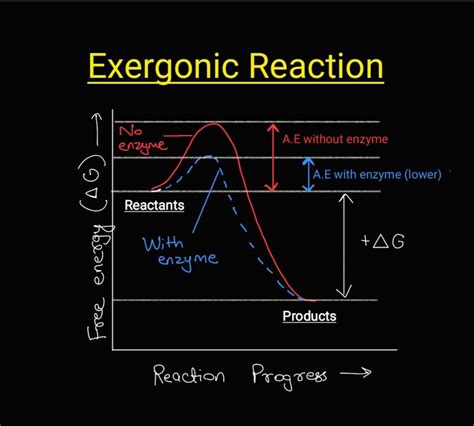 [Solved] Q1- illustrate an exergonic reaction graph on your graph ...