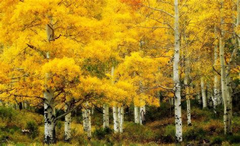 Birch Trees Autumn Wallpapers - Wallpaper Cave