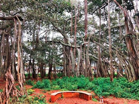 India: The Big Banyan tree, Bengaluru’s ageless wonder | India – Gulf News