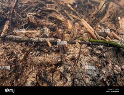 Golden ringed dragonfly larvae Stock Photo - Alamy