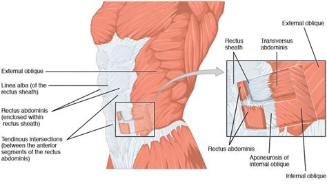 Rectus Abdominis - Attachments - Actions - TeachMeAnatomy