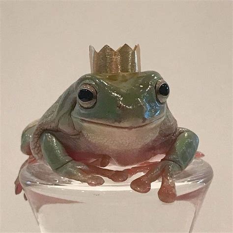 king frog | Frog pictures, Cute frogs, Frog