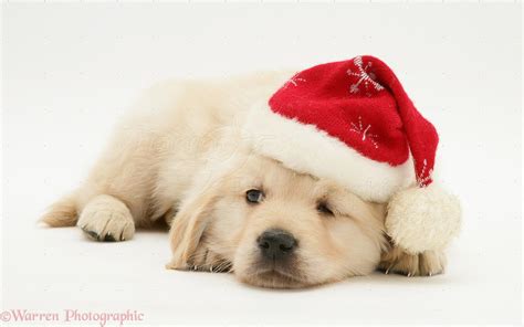 Dog: Golden Retriever pup wearing a Santa hat photo WP12652