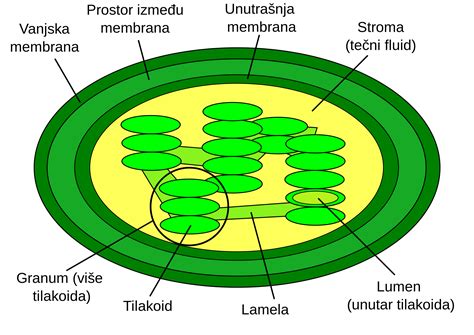 Chloroplast Diagram - ClipArt Best