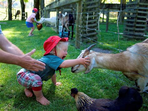 Petting Zoo Near Me - NEARSA