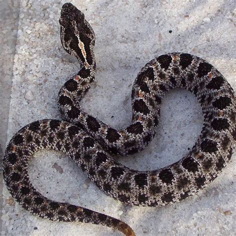 Pygmy Rattlesnake | Rattlesnake, Animals and pets, Reptiles and amphibians