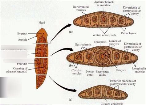 Class Turbellaria (Phylum Platyhelminthes) Diagram | Quizlet