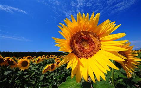 Magnificent Sunflower Fields And Interesting Facts About Sunflowers ...