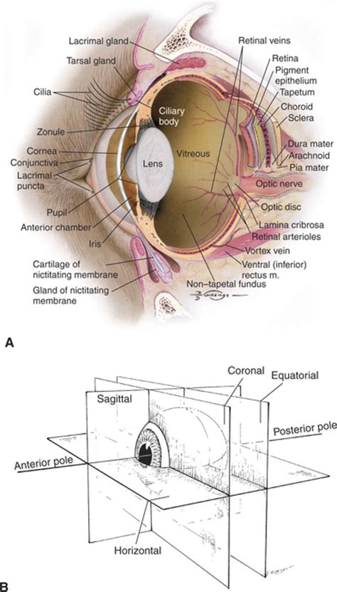 Canine Eye Anatomy - Abba Humananatomy