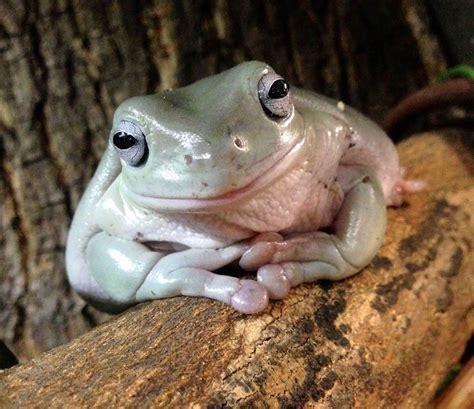 White's Tree Frog Care Guide Habitat, Diet, and Behavior