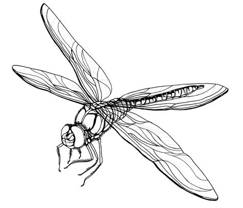 Dragonfly Outline Coloring Page