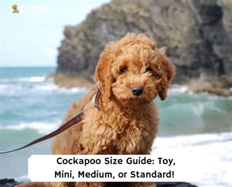 Cockapoo Size Guide: Toy, Mini, Medium, or Standard! (2024) - We Love ...