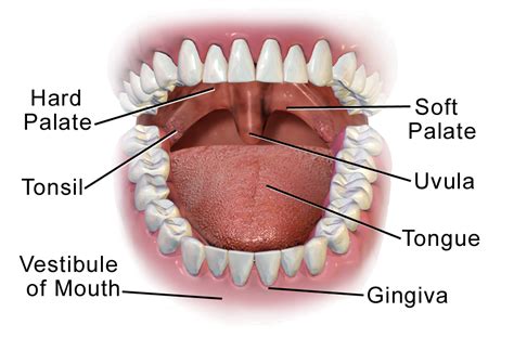 Mouth and Stomach - Part 2 and 3 of the 5 Phases of Digestion