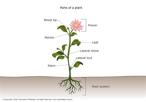 Plant Parts Labeled Diagram