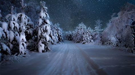 Starry Winter Night Over The Snowy Forest, winter forest night HD ...